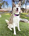 adoptable Dog in corona, CA named Buttercup