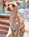 Peach - Photo 4