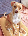 Peach - Photo 3