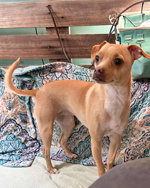 PEACH - Chihuahua / Terrier available for adoption
