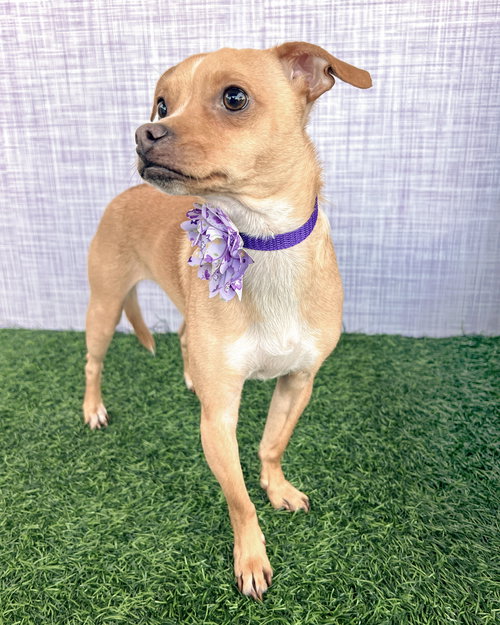 PEACH - Chihuahua / Terrier available for adoption
