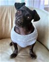 adoptable Dog in corona, CA named Penelope