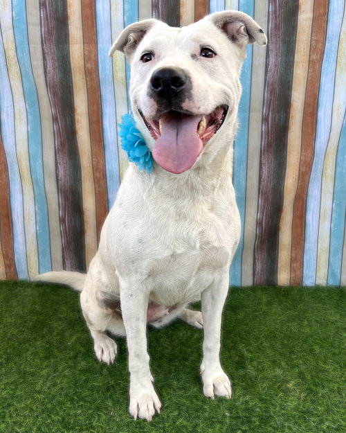 BRIE - American Pit Bull Terrier available for adoption