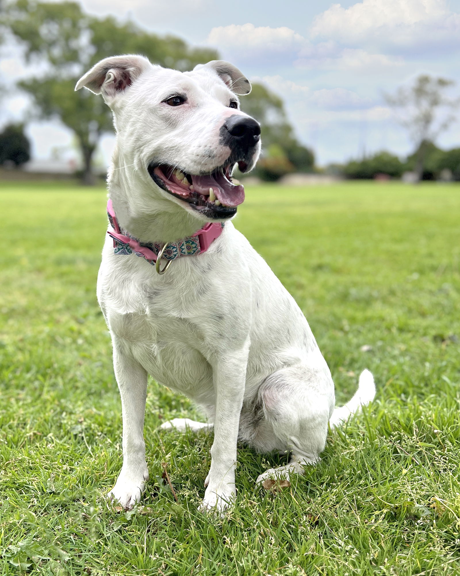 adoptable Dog in Corona, CA named Brie