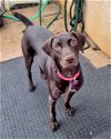 adoptable Dog in corona, CA named Emma