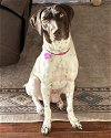 adoptable Dog in corona, CA named S