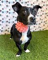 adoptable Dog in corona, CA named Penny