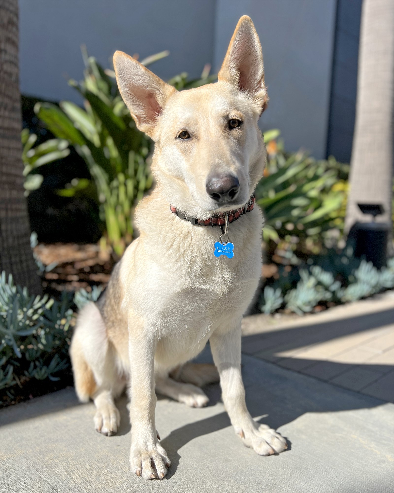 adoptable Dog in Corona, CA named Echo