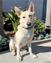 adoptable Dog in corona, CA named Echo