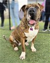 adoptable Dog in corona, CA named Squishy
