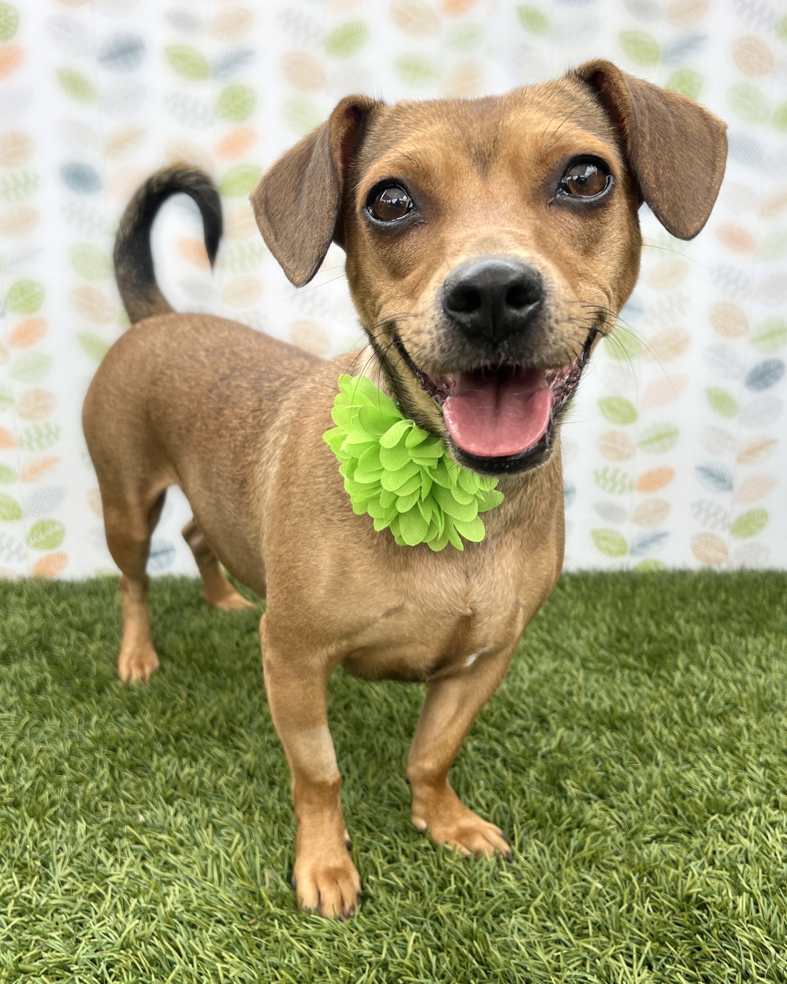 adoptable Dog in Corona, CA named Peanut