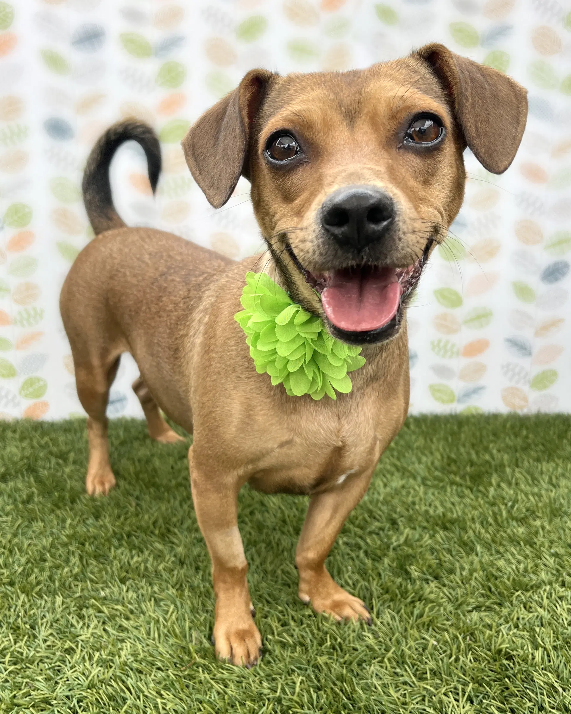 Peanut - Dachshund