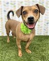adoptable Dog in corona, CA named Peanut