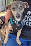 adoptable Dog in corona, CA named Bluey