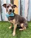 adoptable Dog in  named Bluey