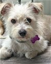 adoptable Dog in  named Whiskey