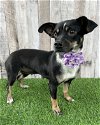 adoptable Dog in corona, CA named Cherry
