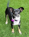 adoptable Dog in Corona, CA named Cherry