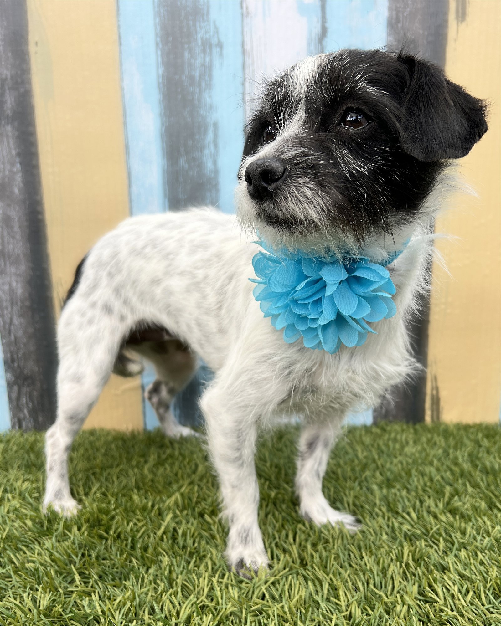 adoptable Dog in Corona, CA named Ali