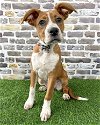 adoptable Dog in corona, CA named Lainey