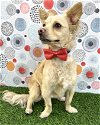 adoptable Dog in corona, CA named Lucky