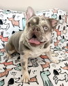 Mabel - Photo 4
