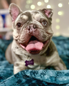 Mabel - Photo 2