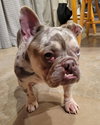 Mabel - Photo 16