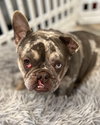 Mabel - Photo 15
