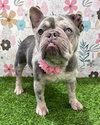 Mabel - Photo 9