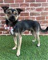 adoptable Dog in corona, CA named Milo