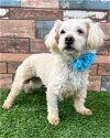 adoptable Dog in corona, CA named Sophie