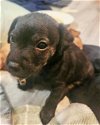 adoptable Dog in corona, ca, CA named Batman