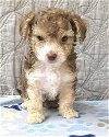 adoptable Dog in corona, CA named Kona