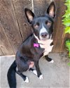 adoptable Dog in corona, CA named Olivia