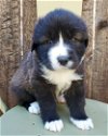 adoptable Dog in corona, CA named Olive