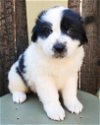 adoptable Dog in corona, CA named Daisy
