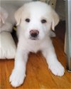 adoptable Dog in corona, CA named Bodie