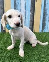 adoptable Dog in corona, CA named Bingo