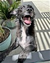 adoptable Dog in corona, CA named Dalia