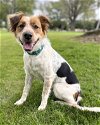 adoptable Dog in corona, CA named Cookie