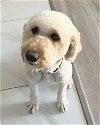 adoptable Dog in corona, CA named Tina