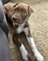 adoptable Dog in corona, CA named Cinnabon