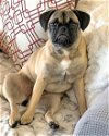 adoptable Dog in corona, ca, CA named Abbey Lou