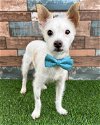adoptable Dog in corona, CA named Pop Rox