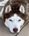 adoptable Dog in corona, CA named Maple