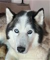 adoptable Dog in corona, CA named Jet