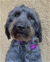 adoptable Dog in corona, CA named Millie