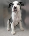 adoptable Dog in corona, CA named Ravioli