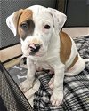 adoptable Dog in corona, CA named Meatball